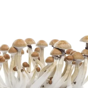 Camboja - Psilocybe cubensis