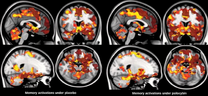 Cogumelos Psilocybe cubensis podem restaurar e aumentar células cerebrais