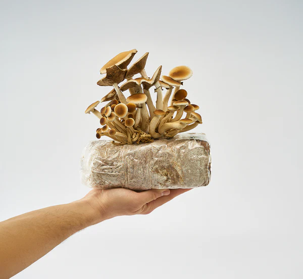 Cultivo - Brisa Serena