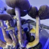 Gepetto - Psilocybe cubensis