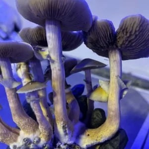 Gepetto - Psilocybe cubensis