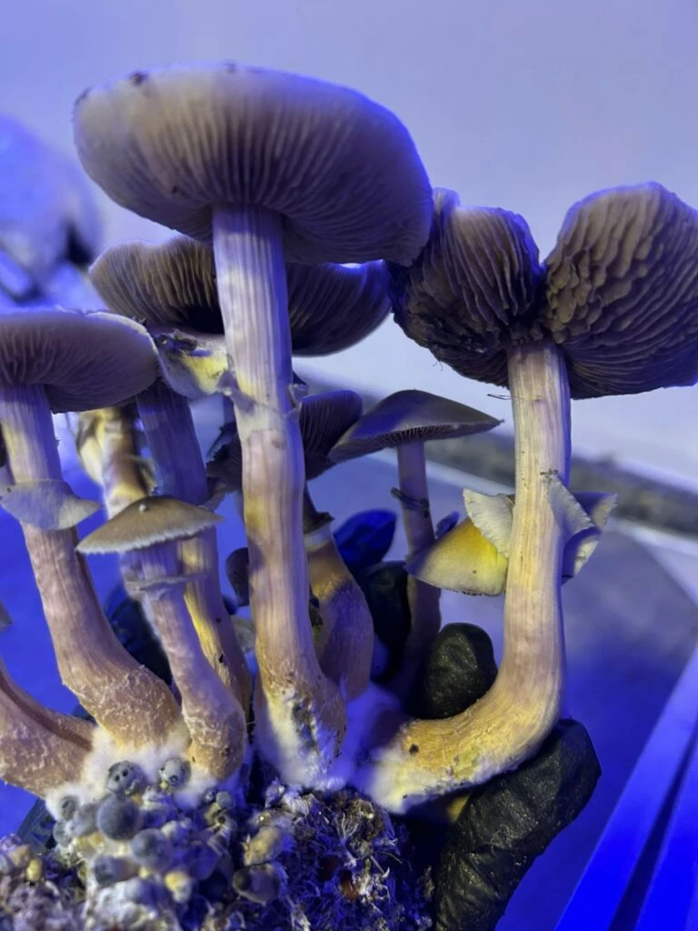 Gepetto - Psilocybe cubensis