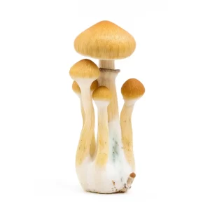 Golden Teacher - Psilocybe cubensis