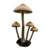 Mascavo - Psilocybe cubensis