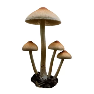 Mascavo - Psilocybe cubensis