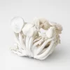 True Albino Teacher - Psilocybe cubensis