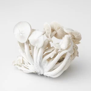 True Albino Teacher - Psilocybe cubensis