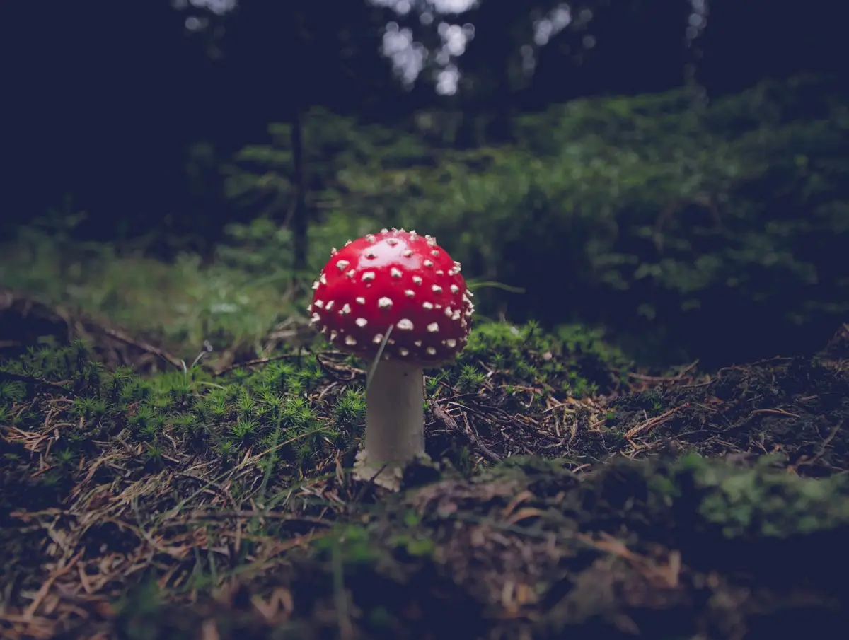 Psilocibina e suas possibilidades terapêuticas