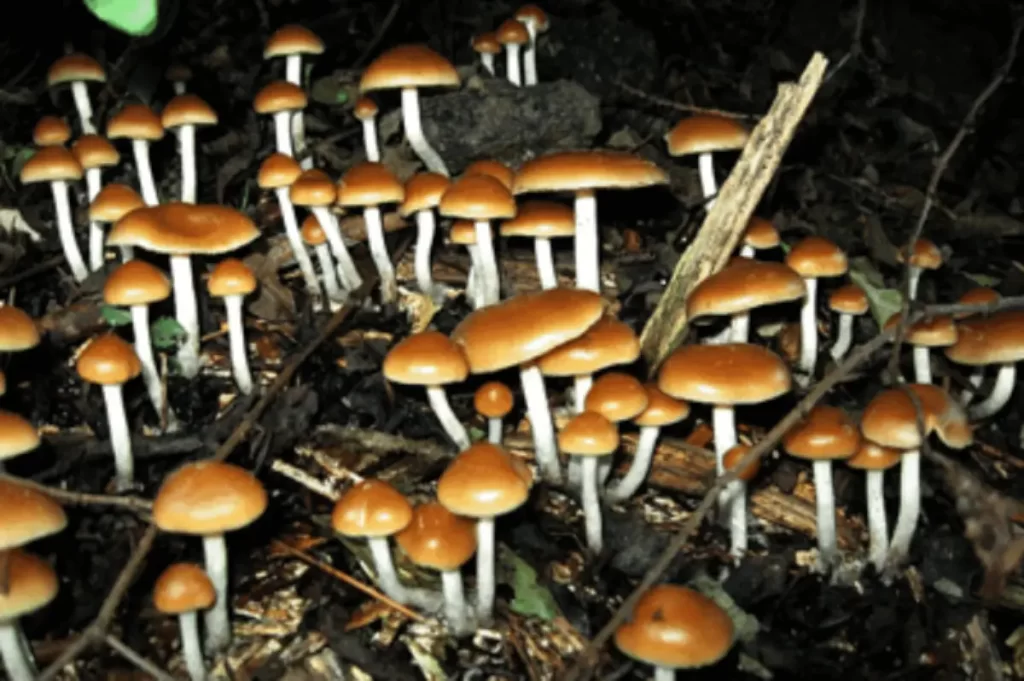 Psilocibina – A substância mais segura do mundo