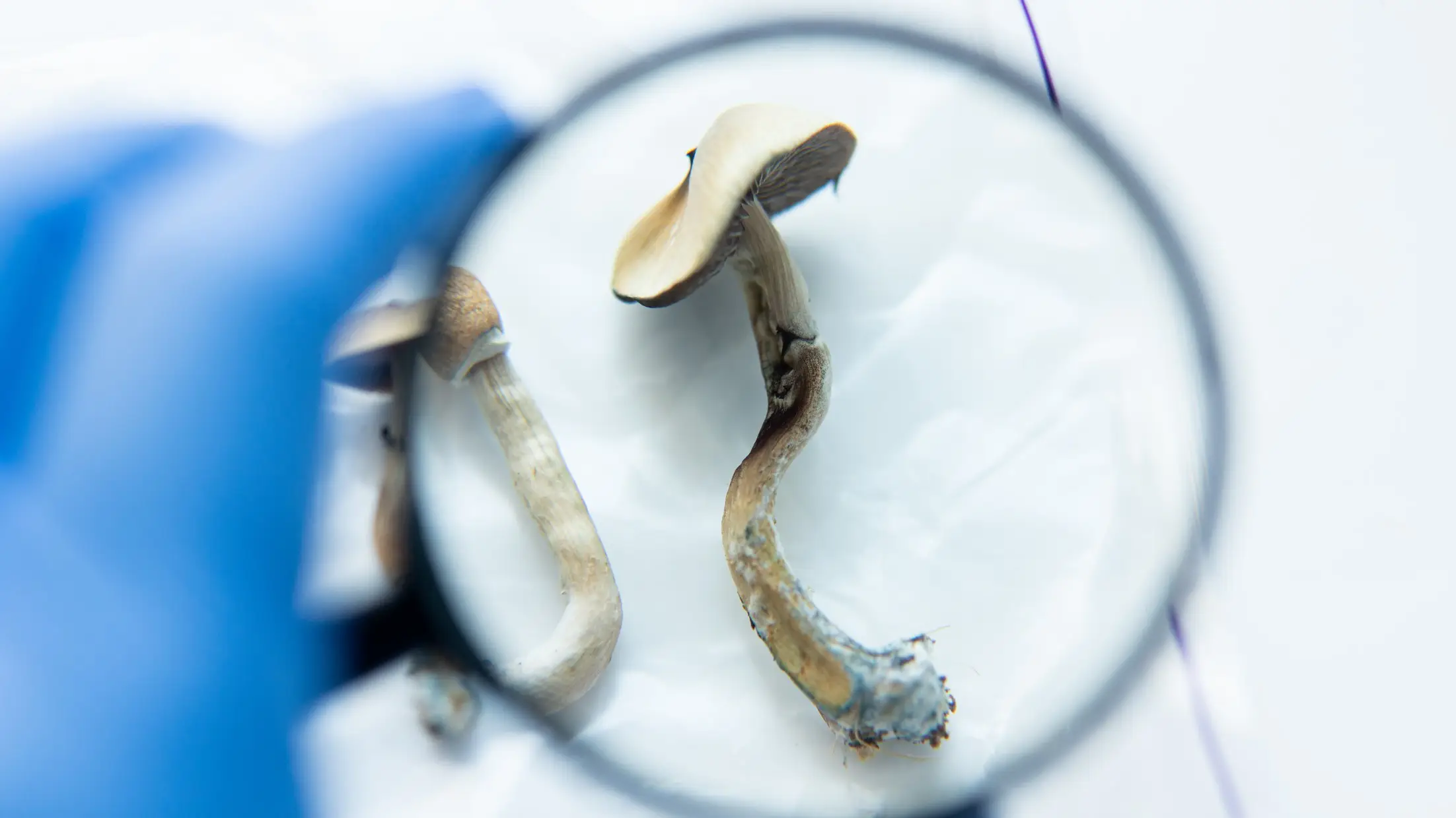 Fungos Alucinógenos: conheça o poder dos cogumelos mágicos