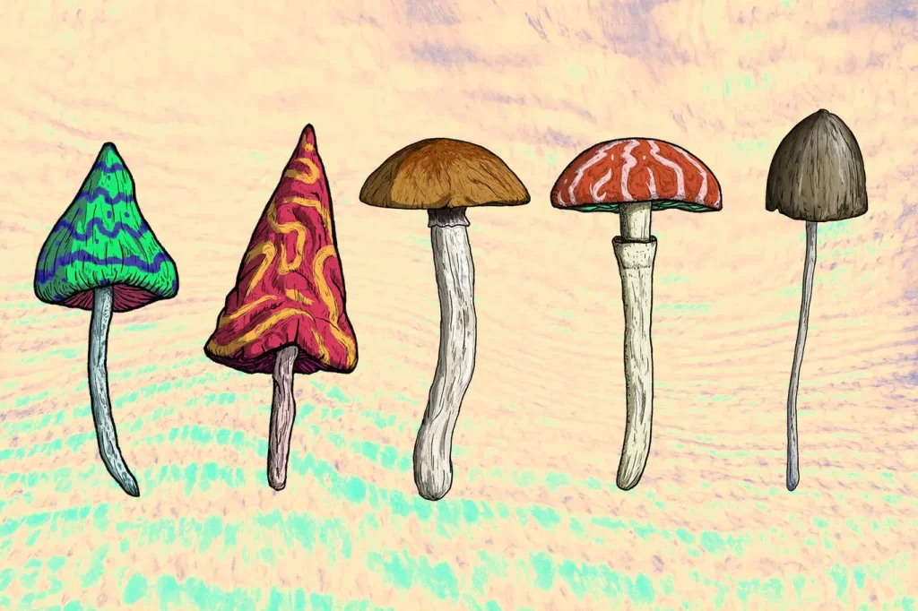 Psilocybe Cubensis: o que é e quais são os efeitos