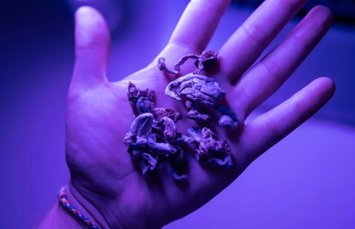 Conheça a experiência do Sam Harris ao tomar 5g de cogumelos mágicos