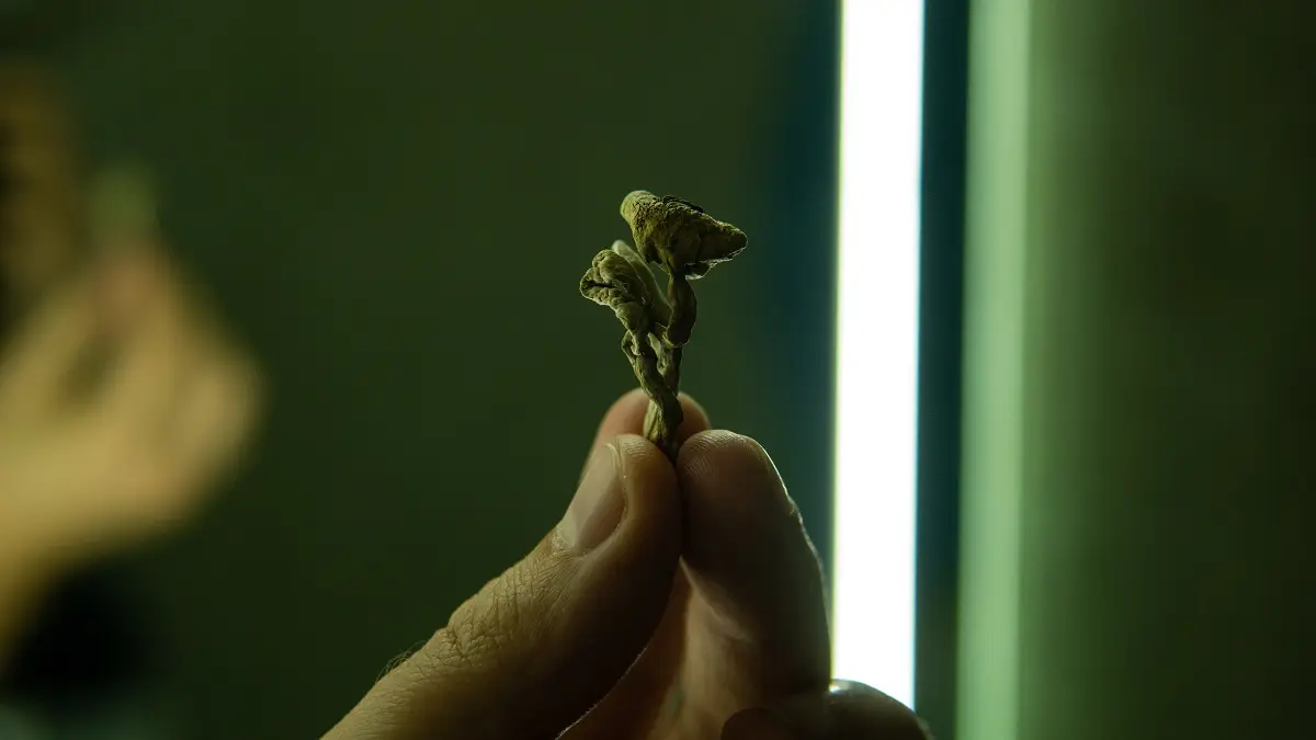 Psilocibina e o estado mental Onírico