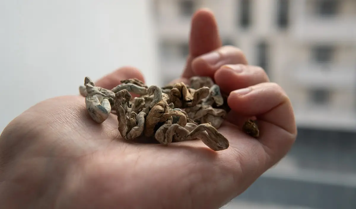 Estudo demonstra eficiência dos cogumelos mágicos no tratamento de TOC