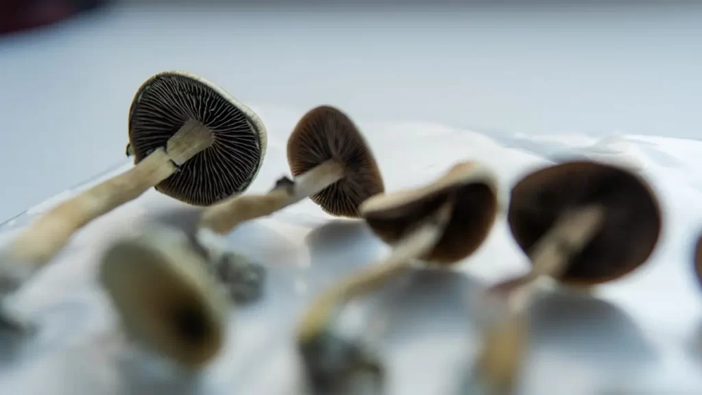 Estudo mostra que psilocibina é 4 vezes mais eficaz que antidepressivo
