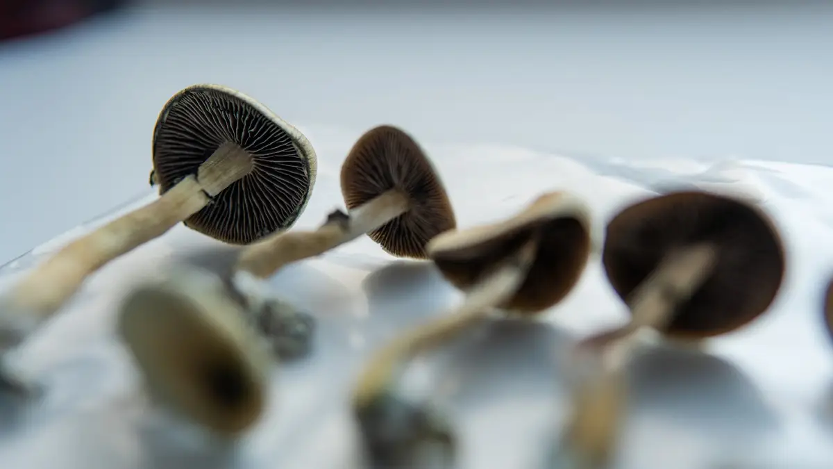 Estudo mostra que psilocibina é 4 vezes mais eficaz que antidepressivo